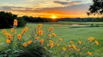 Vibrant Yellow Flowers in a Green Field at Sunset Peaceful Nature Landscape photo