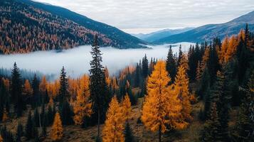 Majestic Autumn Mountain Landscape Golden Larch Trees in Foggy Valley Breathtaking scenery of coniferous forest in fall photo