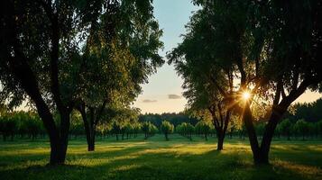 Serene Sunset View Golden Hour Light Through Lush Green Orchard Trees Tranquil Landscape photo