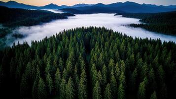 Majestic Aerial View of Evergreen Forest Covered in Morning Mist with Mountain Background A Stunning Nature Landscape photo