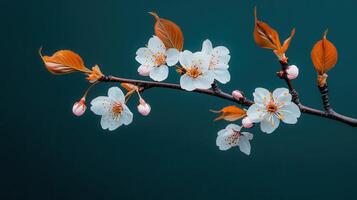 Delicate White Blossoms Branch Springtime Flowers Nature Botany Dark Background photo