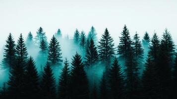 Misty Evergreen Forest Scene Dark Green Coniferous Trees in Foggy Atmosphere Tranquil Nature photo