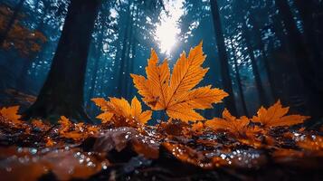 Vibrant Autumn Leaves on Forest Floor Golden Maple Leaves Glistening in Sunlight photo
