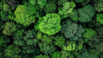 Lush Green Canopy Aerial View Rainforest Treetops Nature Conservation Ecology photo