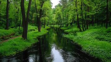 Serene River flows through lush green forest Trees Nature Landscape Tranquil Water photo