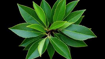 Lush Green Leaves Close Up Vibrant Foliage Nature Botanical Background photo