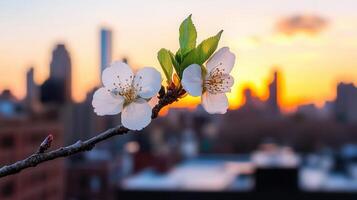 Delicate Spring Blossoms at Sunset Over City Skyline Beautiful white flowers in bloom against a vibrant urban backdrop photo