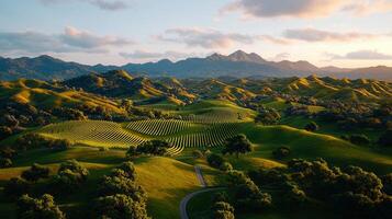 Serene Vineyard Landscape Rolling Hills Vineyard at Sunset with Mountain Views photo