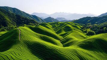 Serene Green Tea Plantation Rolling Hills Landscape Scenic View photo