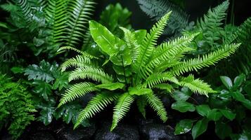 Lush Green Ferns and Tropical Foliage Background Nature Vibrant Greenery Perfect for Eco Friendly Designs photo
