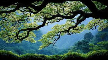 Serene Landscape Lush Green Foliage of a Majestic Tree Overlooking a Tranquil Valley photo