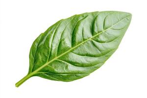 A single green leaf with a smooth texture and prominent veins. photo