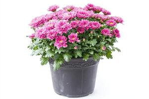 A vibrant pot of pink chrysanthemums, showcasing their beauty and enhancing indoor or outdoor spaces. photo