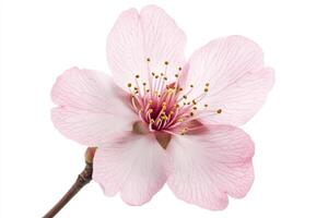 A close-up of a delicate pink cherry blossom flower with intricate details. photo