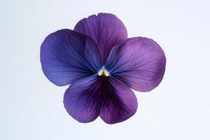 A close-up of a purple flower showcasing its intricate petal details. photo
