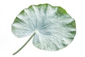 A close-up of a green lotus leaf showcasing its intricate veins and texture. photo