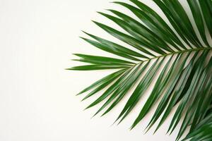 A green palm leaf against a light background, emphasizing natural beauty and tranquility. photo