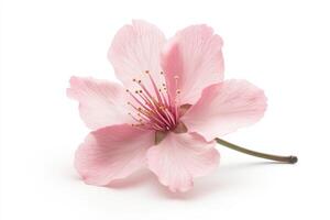 A delicate pink flower with intricate petals and a slender stem. photo