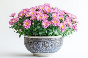 A vibrant arrangement of pink chrysanthemums in a decorative pot. photo