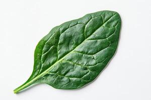 A fresh green spinach leaf on a white background, showcasing its texture and shape. photo