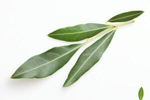 A close-up of fresh bay leaves arranged on a white background. photo