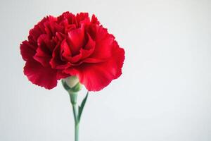 A vibrant red carnation flower against a minimalistic background. photo