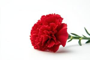 A vibrant red carnation flower resting on a white background, showcasing its intricate petals. photo