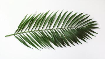 A green palm leaf arranged on a white background, showcasing its natural beauty. photo