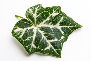 A green ivy leaf with intricate patterns on a white background. photo