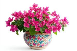 A vibrant bougainvillea plant in a decorative pot, showcasing colorful blooms and lush foliage photo