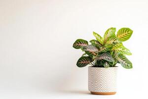 A decorative plant in a patterned pot against a minimalist background photo