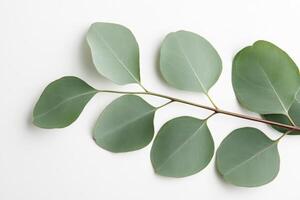 A branch with green leaves on a white background, showcasing natural beauty and simplicity. photo