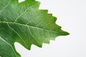 A close-up of a green leaf showcasing its texture and intricate vein patterns. photo