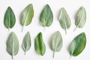 A collection of various green leaves arranged in a visually appealing pattern. photo