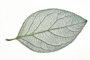 A detailed image of a leaf showcasing its intricate vein structure. photo