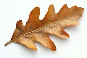 A dried oak leaf displayed on a light background, showcasing its intricate veins and texture. photo