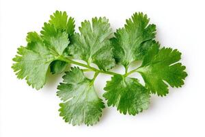 A fresh sprig of cilantro, commonly used as a culinary herb in various dishes. photo