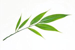 A green bamboo leaf branch with long, slender leaves on a white background. photo