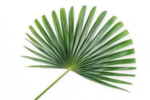 A green palm leaf displayed against a white background. photo