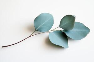 A single branch with large, soft blue-green leaves on a white background. photo