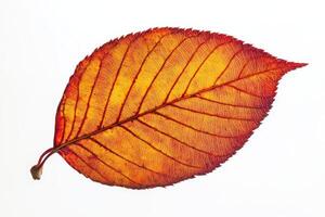 A vibrant autumn leaf showcasing intricate veins and colors against a white background. photo