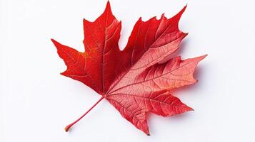 A vibrant red maple leaf on a white background, showcasing its intricate details. photo