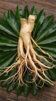 Ginseng root on a green leaf photo