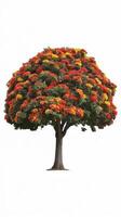 Flame tree or royal poinciana treebig tree isolated on white ba photo