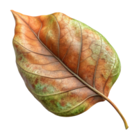 extraordinary minimalist A single, decaying leaf, macro photography, soft diffused lighting detailed png