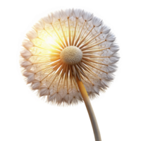 magnificent contemporary A single dandelion seedhead with intricate details, backlit by the setting sun, macro photography style authentic png