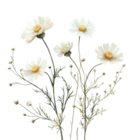 Delicate chamomile blooms gracefully arranged against a clean transparent surface for a serene, fresh appearance, Delicate chamomile blooms isolated on a clean transparent background, perfect for s png