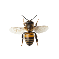 A closeup view of a bee isolated on a transparent background showcasing intricate features and textures, Cold beef salad top view isolated on transparent background png