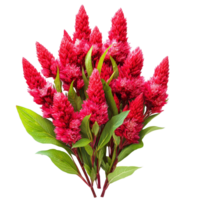 Vibrant celosia flowers arranged with lush green leaves on a pristine transparent background, vibrant celosia in style, isolated on a transparent background for design layouts png