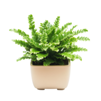 Asplenium nidus plant in a square ceramic pot showcasing lush green foliage indoors, Asplenium nidus plant displayed in square ceramic pot isolated on solid transparent background png